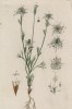 Нигелла, или чернушка посевная (Nigella aruensis (лат.)) (лист 559 "Гербария" Элизабет Блеквелл, изданного в Нюрнберге в 1760 году)