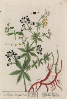 Марена (Rubia (лат.)) — род многолетних трав семейства мареновые (лист 326 "Гербария" Элизабет Блеквелл, изданного в Нюрнберге в 1757 году)