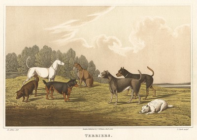 Собаки породы терьер, предназначенные для охоты на норных зверей. The National Sports of Great Britain by Henry Alken. Лондон, 1903