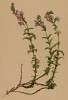 Вероника кустарничковая (Veronica fruticulosa (лат.)) (из Atlas der Alpenflora. Дрезден. 1897 год. Том IV. Лист 372)