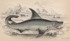 Большая белая акула (Charcharias vulgaris (лат.)) из семейства Lamnidae (сельдевые акулы) (лист 27 тома XXVIII "Библиотеки натуралиста" Вильяма Жардина, изданного в Эдинбурге в 1843 году)