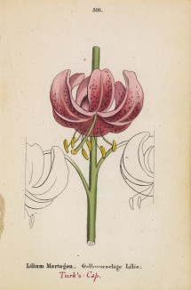 Лилия кудреватая (Lilium Martagon (лат.)) (лист 391 известной работы Йозефа Карла Вебера "Растения Альп", изданной в Мюнхене в 1872 году)