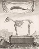 Скелет и рог (лист XXII иллюстраций к двенадцатому тому знаменитой "Естественной истории" графа де Бюффона, изданному в Париже в 1764 году)