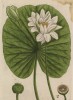 Кувшинка белая (водяная лилия) (Nymphaea alba (лат.)) (лист 498а "Гербария" Элизабет Блеквелл, изданного в Нюрнберге в 1760 году)