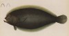 Гвинейская камбала из семейства Paralichthyidae (Hemirhombus guineensis (лат.)) (лист III великолепной работы Memoire sur les poissons de la côte de Guinée, изданной в Голландии в 1863 году)