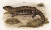 Сцинк Tropidogerhon rudicollis (лат.) (из Naturgeschichte der Amphibien in ihren Sämmtlichen hauptformen. Вена. 1864 год)
