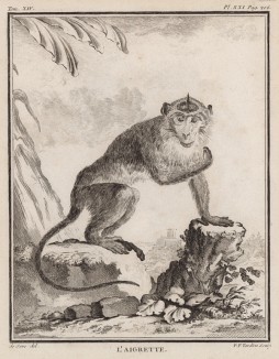 Макак-крабоед, или яванский макак, он же длиннохвостый макак. Лист XXI иллюстраций к четырнадцатому тому знаменитой "Естественной истории" графа де Бюффона. Париж, 1766