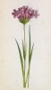 Гвоздика тёмно-красная (Dianthus atrorubens (лат.)) (лист 81 известной работы Йозефа Карла Вебера "Растения Альп", изданной в Мюнхене в 1872 году)