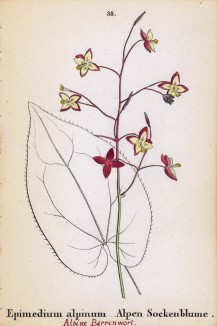 Горянка альпийская, или цветок эльфов (Epimedium alpinum (лат.)) (лист 38 известной работы Йозефа Карла Вебера "Растения Альп", изданной в Мюнхене в 1872 году)
