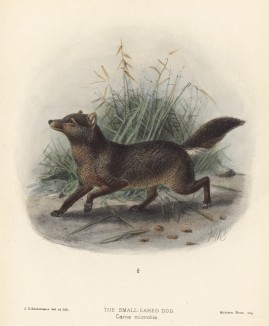 Собака короткоухая (лист XVI иллюстраций к известной работе Джорджа Миварта "Семейство волчьих". Лондон. 1890 год)