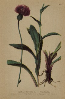 Чертополох (Carduus defloratus (лат.)) (из Atlas der Alpenflora. Дрезден. 1897 год. Том V. Лист 475)