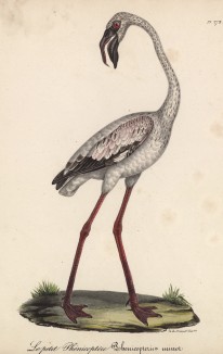 Малый фламинго (лист из альбома литографий "Галерея птиц... королевского сада", изданного в Париже в 1825 году)