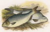 Белый лещ (иллюстрация к "Пресноводным рыбам Британии" -- одной из красивейших работ 70-х гг. XIX века, выполненных в технике хромолитографии)