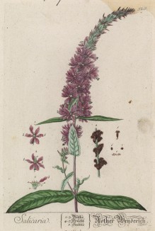 Дербенник иволистный, или плакун-трава (Salicaria (лат.) из семейства дербенниковые (лист 520 "Гербария" Элизабет Блеквелл, изданного в Нюрнберге в 1760 году)