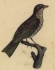 Чекан пальмовый (лист из альбома литографий "Галерея птиц... королевского сада", изданного в Париже в 1825 году)