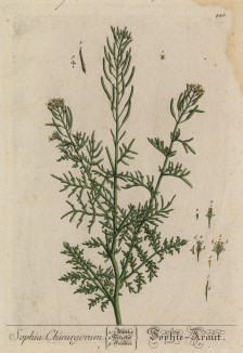 Дескурайния Софии, или чулавник струйчатый, софиева трава (Descurainia Sophia (лат.)) -- ядовитое растение из семейства крестоцветные (лист 440 "Гербария" Элизабет Блеквелл, изданного в Нюрнберге в 1760 году)