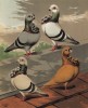 Совы английские (english owls (англ.)): голубой, светло-голубой, серебристый и жёлтый (из знаменитой "Книги голубей..." Роберта Фултона, изданной в Лондоне в 1874 году)