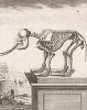 Скелет слона (лист IV иллюстраций к одиннадцатому тому знаменитой "Естественной истории" графа де Бюффона, изданному в Париже в 1764 году)