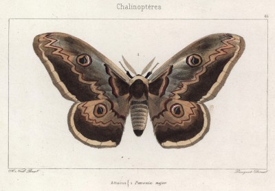 Великолепная бабочка Attacus Pavonia major (лат.) (лист 65)