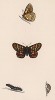Бабочка шашечница матурна, или ясеневая шашечница (лат. Papilio Maturna), её гусеница и куколка. History of British Butterflies Френсиса Морриса. Лондон, 1870, л.43
