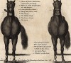 Места на теле лошади, которые необходимо регулярно осматривать на наличие поражений и заболеваний. Часть 4. Лондон, 1758