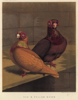 Голуби берберские: красный и жёлтый (из знаменитой "Книги голубей..." Роберта Фултона, изданной в Лондоне в 1874 году)