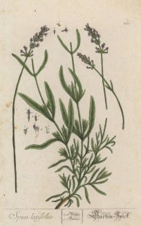 Лаванда (Spica latifolia (лат.)) (лист 295 "Гербария" Элизабет Блеквелл, изданного в Нюрнберге в 1757 году)