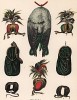 Снаряжение и принадлежности для соколиной охоты (лист XXVII красивой работы Оскара фон Ризенталя "Хищные птицы Германии...", изданной в Касселе в 1894 году)