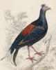 Самец пёстрого фазана (Euplocomus ignitus (лат.)) (лист 19 тома XX "Библиотеки натуралиста" Вильяма Жардина, изданного в Эдинбурге в 1834 году)
