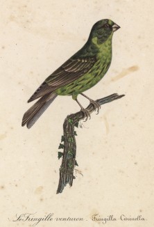 Зяблик цвета лайма (лист из альбома литографий "Галерея птиц... королевского сада", изданного в Париже в 1822 году)