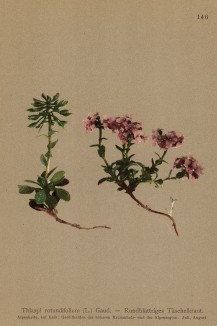 Ярутка круглолистная (Thlaspi rotundifolium (лат.)) (из Atlas der Alpenflora. Дрезден. 1897 год. Том II. Лист 146)