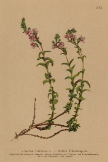 Вероника кустарничковая (Veronica fruticulosa (лат.)) (из Atlas der Alpenflora. Дрезден. 1897 год. Том IV. Лист 372)