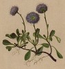 Глобулярия (шаровница) сердцевиднолистная (Globularia cordifolia (лат.)) (из Atlas der Alpenflora. Дрезден. 1897 год. Том V. Лист 401)