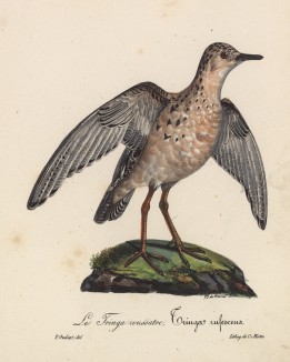 Охотский улит (лист из альбома литографий "Галерея птиц... королевского сада", изданного в Париже в 1825 году)