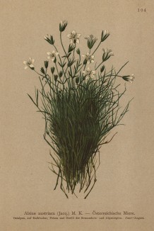 Минуарция австрийская (Alsine austriaca (лат.)) (из Atlas der Alpenflora. Дрезден. 1897 год. Том II. Лист 104)
