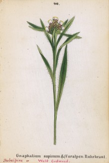 Сушеница приземистая (Gnaphalium supinum (лат.)) (лист 208 известной работы Йозефа Карла Вебера "Растения Альп", изданной в Мюнхене в 1872 году)