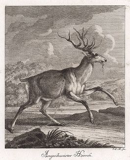 Раненый олень. Гравюра Иоганна Элиаса Ридингера из Entwurff Einiger Thiere ..., Аугсбург, 1738. 