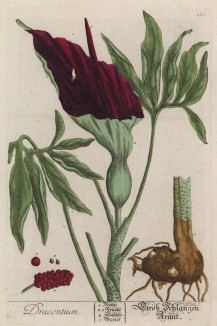 Аморфофаллус (Amorphophallus titanum (лат.)) -- любимая пища бабочек и моли (лист 269a "Гербария" Элизабет Блеквелл, изданного в Нюрнберге в 1757 году)