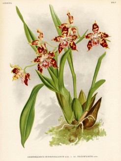 Орхидея ODONTOGLOSSUM HUNNEWELLIANUM (лат.) (лист DXLV Lindenia Iconographie des Orchidées - обширнейшей в истории иконографии орхидей. Брюссель, 1896)