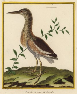 Мини-цапля из Сенегала (из Table des Planches Enluminées d'Histoire Naturelle de M. D'Aubenton (фр.). Утрехт. 1783 год (лист 315))