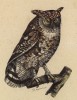 Сова ушастая (лист из альбома литографий "Галерея птиц... королевского сада", изданного в Париже в 1822 году)