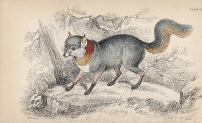 Серебристая лисица (Vulpes cinereo argenteus (лат.)) (лист 23 тома V "Библиотеки натуралиста" Вильяма Жардина, изданного в Эдинбурге в 1840 году)