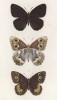 Бабочки рода Satyrus (бархатницы, или сатириды) Phaedra (1), Fidia (2), Cordula (3) (лат.) (лист 29)
