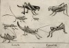 Саранча (лист из альбома Nova raccolta de li animali piu curiosi del mondo disegnati et intagliati da Antonio Tempesta... Рим. 1651 год)