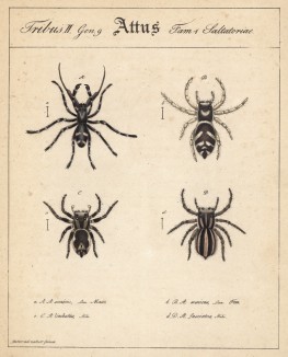 Пауки-скакунчики рода Attus (лат.) (лист из Monographie der spinne... Нюрнберг. 1829 год (экземпляр № 26 из 100))