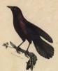 Кассик чёрный (Cassicus niger (лат.)) (лист из альбома литографий "Галерея птиц... королевского сада", изданного в Париже в 1822 году)