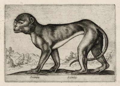 Обезьяна (лист из альбома Nova raccolta de li animali piu curiosi del mondo disegnati et intagliati da Antonio Tempesta... Рим. 1651 год)