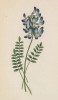 Астрагал альпийский (Astragalus alpinus (лат.)) (лист 131 известной работы Йозефа Карла Вебера "Растения Альп", изданной в Мюнхене в 1872 году)
