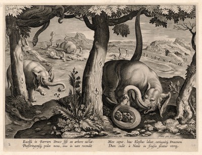 Змея бросается с высокого дерева на слона и ему связывает ноги. То, что недавно было головой змеи, прячется в ноздре слона, находящейся в самом низу хобота. Но потом слон ослабевает и, пока убивает дракона, погибает сам (Venationes Ferarum, Avium, Piscium, лист 2)