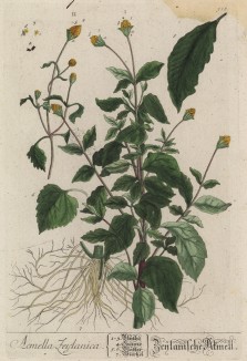 Акмелла (Acmella (лат.) — род цветковых растений из семейства астровые (лист 518 "Гербария" Элизабет Блеквелл, изданного в Нюрнберге в 1760 году)